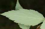 Japanese spiraea