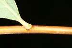 Japanese spiraea
