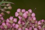 Japanese spiraea