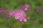 Japanese spiraea