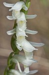 Giantspiral lady's tresses