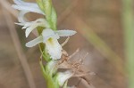 Giantspiral lady's tresses