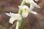 Giantspiral lady's tresses