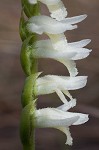 Giantspiral lady's tresses