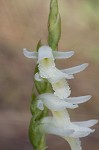 Giantspiral lady's tresses