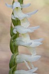 Giantspiral lady's tresses