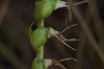 Giantspiral lady's tresses