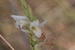 Giantspiral lady's tresses