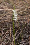 Giantspiral lady's tresses