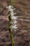 Giantspiral lady's tresses