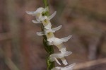 Giantspiral lady's tresses