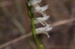 Giantspiral lady's tresses