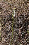 Giantspiral lady's tresses