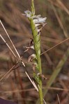 Giantspiral lady's tresses