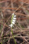 Giantspiral lady's tresses