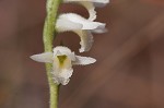 Giantspiral lady's tresses