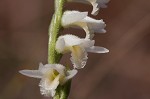 Giantspiral lady's tresses