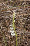 Giantspiral lady's tresses