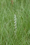 Spring lady's tresses