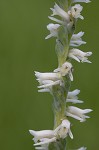 Spring lady's tresses