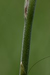 Spring lady's tresses