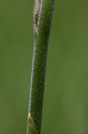 Spring lady's tresses