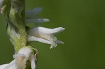 Spring lady's tresses