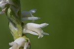 Spring lady's tresses