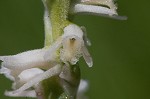 Spring lady's tresses