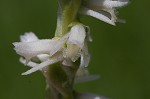 Spring lady's tresses