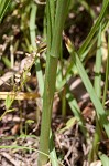 Spring lady's tresses