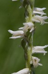 Spring lady's tresses