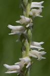 Spring lady's tresses