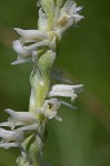 Spring lady's tresses