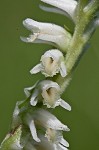 Spring lady's tresses