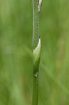 Spring lady's tresses