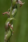 Spring lady's tresses