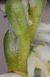 Spring lady's tresses