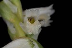 Spring lady's tresses