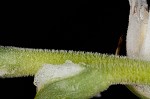 Spring lady's tresses