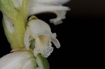 Spring lady's tresses