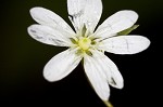 Grass-like starwort