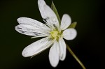 Grass-like starwort