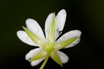 Grass-like starwort