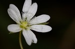 Grass-like starwort