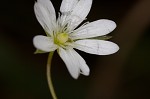 Grass-like starwort