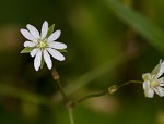 Grass-like starwort