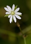 Grass-like starwort