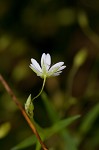 Grass-like starwort