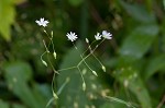 Grass-like starwort